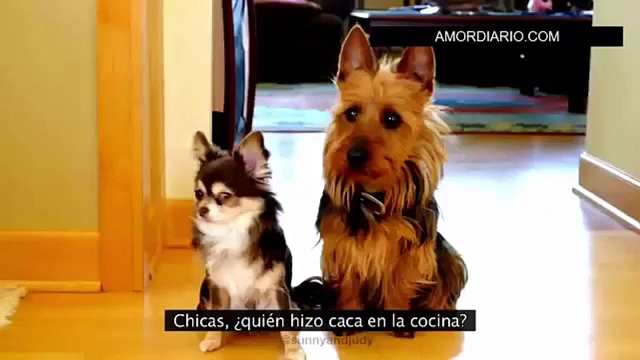 Accuser dog