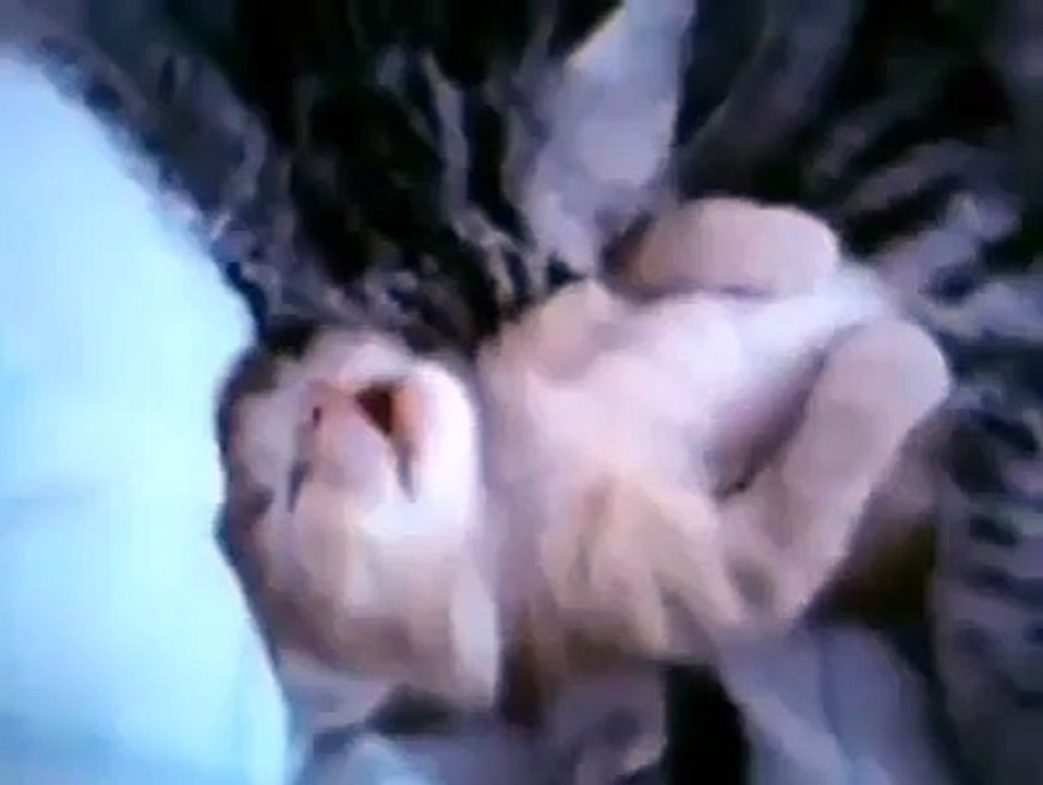 Cute Kitten With Her Cat Mom