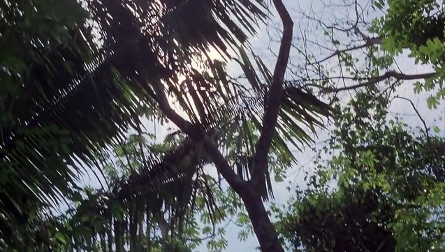 The Dogs of War (1980) Christopher Walken