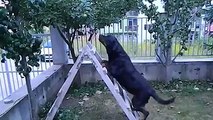 Rottweiler eating apple from tree
