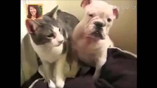 Funny Cat KO's Dog In The Most Cute Way