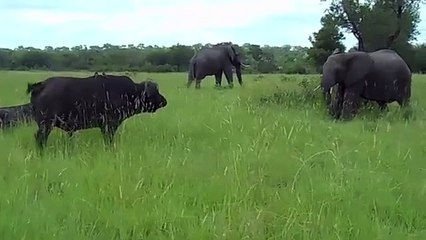 Elephant kicks a buffalo in the head