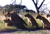LION KILLs Hyena in one Bite