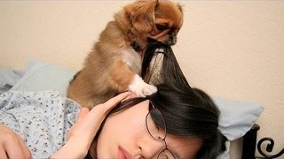 Cute dogs waking up owners - Funny dog compilation