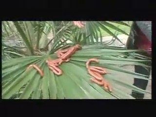 Chams alik (canal horizon)