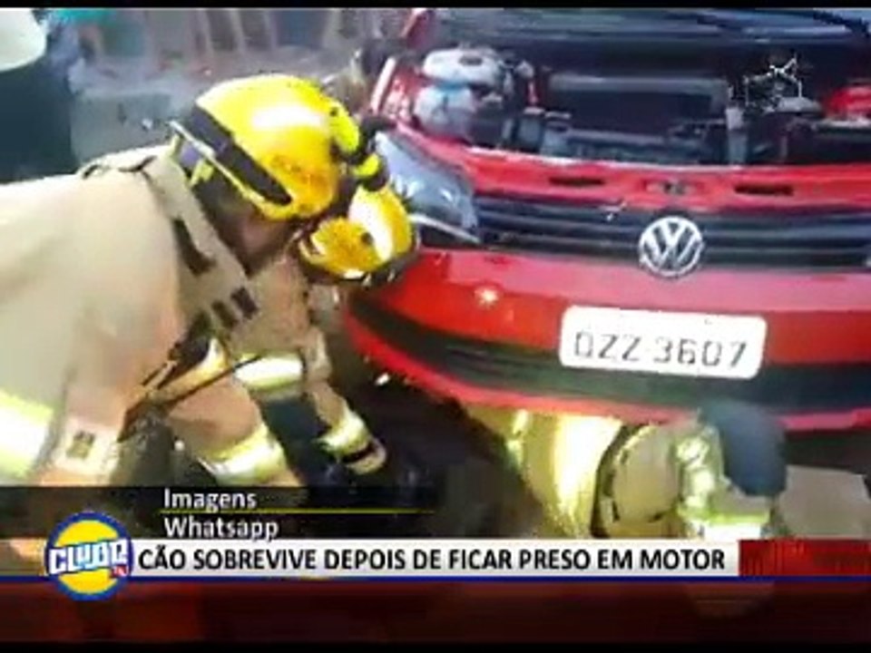 RESGATE CÃO