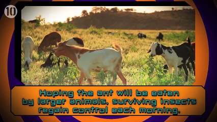 10 Real Life Examples Of Mind Control