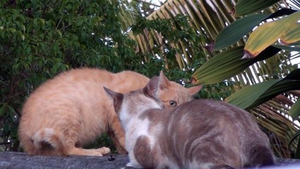 Briga de gatos no telhado