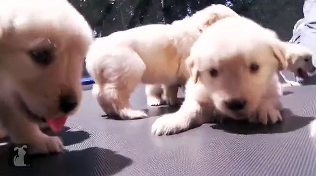 Rapper Puppies