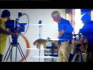 Världens natur: Katter del 1