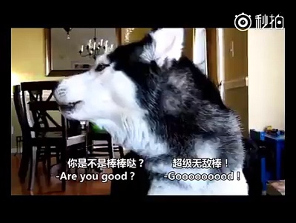 Dog Talking