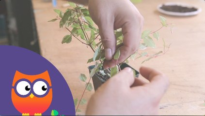 Comment pincer et rabattre les vivaces (Ooreka.fr)