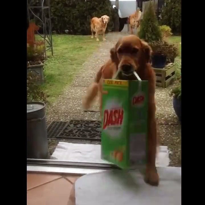 Dogs Helping In Grocry Carring