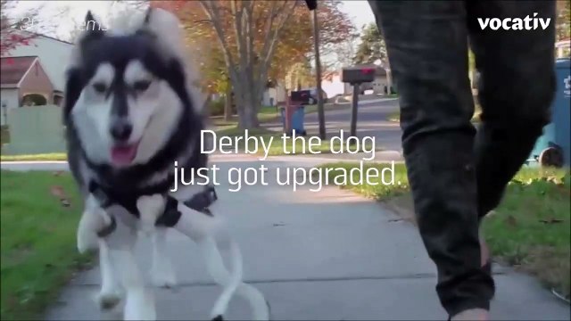 Dog's 3D-Printed Prosthetics-The story of DERBY