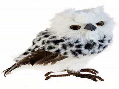 Ура Купил себе отличный подарок на день рождения - Сувенир Сова в г. Сочи