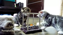 The best of 2016 Newtons team of Cute Kittens learns Newtons cradle