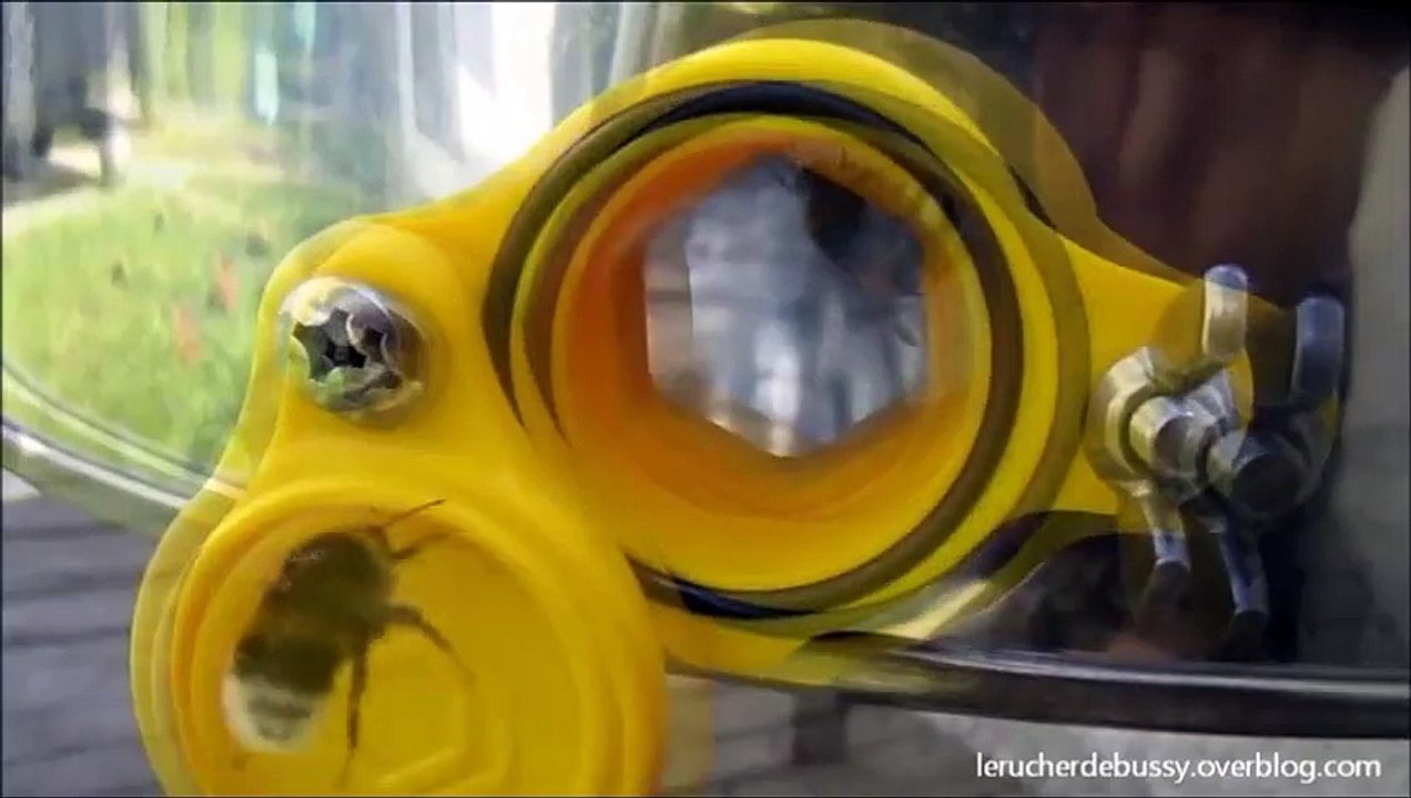 le bourdon qui danse