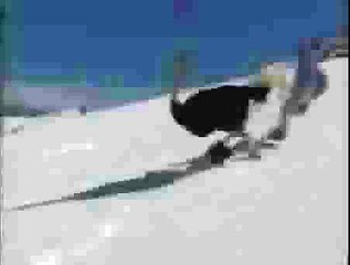Skiing Ostrich
