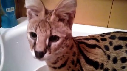 Кошка сервал занимается стиркой