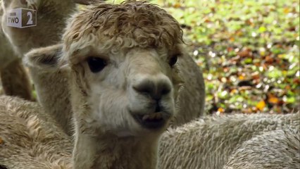 Humming with alpacas: Abz on the Christmas Farm: Preview - BBC Two