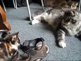 The kitten plays with paws Maine Coon