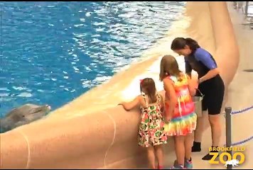 Army Sergeant Surprises Daughters at Brookfield Zoo's Dolphin Presentation  Baby Born to Koola Gorilla