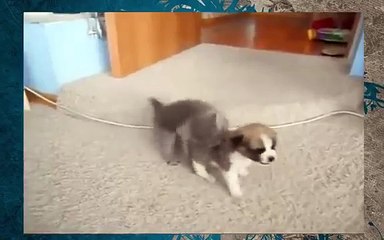 Valentão gatinho filhote de cachorro!