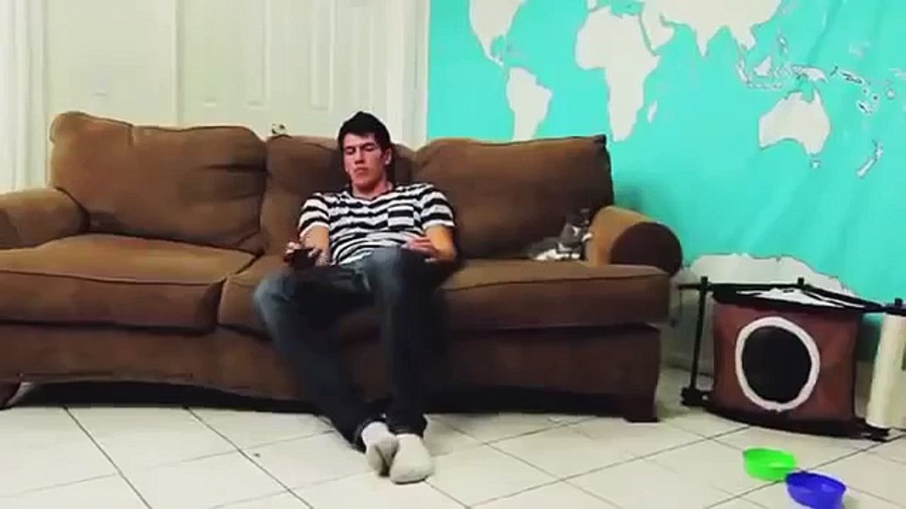 gatinho