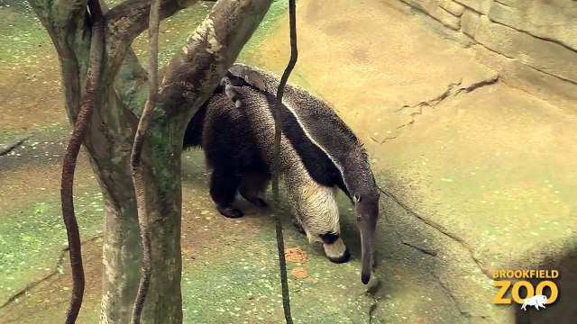 Baby Anteater Hitches Ride on Mom Army Sergeant Surprises Daughters at Brookfield Zoo's Dolphin Presentation Baby Born to Koola Gorilla