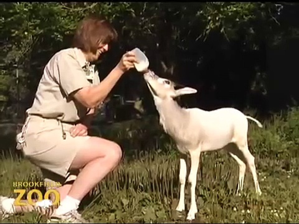 Army Sergeant Surprises Daughters at Brookfield Zoo's Dolphin Presentation  Baby Born to Koola GorillaBaby Antelope at Brookfield Zoo