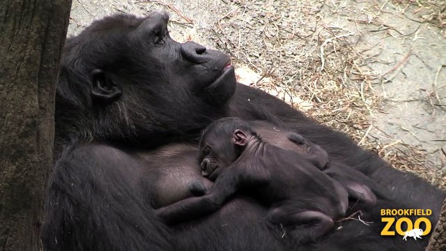 Baby Born to Koola Gorilla Army Sergeant Surprises Daughters at Brookfield Zoo's Dolphin Presentation Baby Born to Koola Gorilla