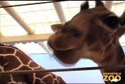 Baby Giraffe Born at Brookfield Zoo  Army Sergeant Surprises Daughters at Brookfield Zoo's Dolphin Presentation  Baby Born to Koola Gorilla