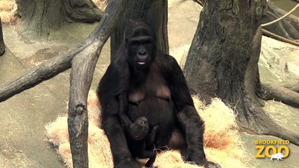 Baby Gorilla at Brookfield Zoo  Army Sergeant Surprises Daughters at Brookfield Zoo's Dolphin Presentation  Baby Born to Koola Gorilla