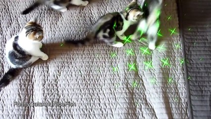 The best of 2016 Cute Kittens Laser show