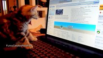 The best of 2016 Cute Kittens and Funny Cats Compilation - More Yawns, More smiles