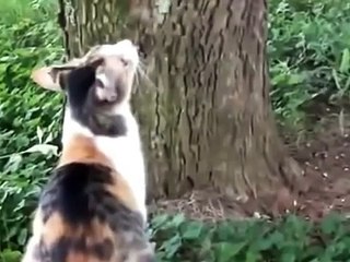 Gatito del gato cómo slazit del árbol!