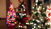 梶原吉広おすすめ「たくさんのクリスマスツリーの動画」