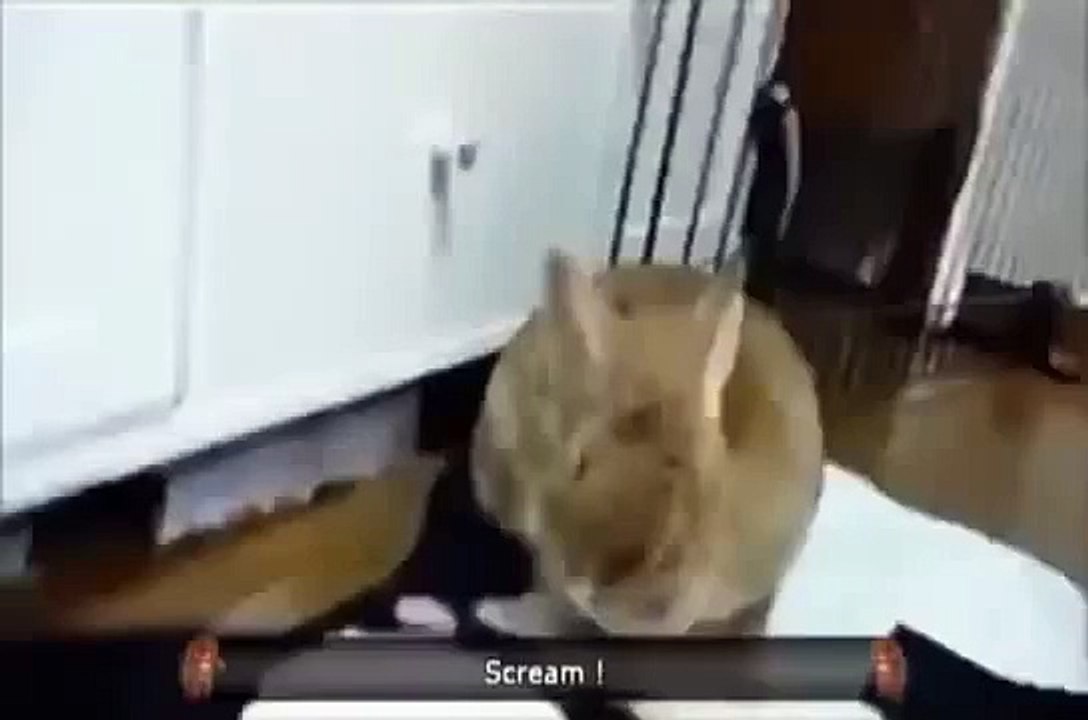 Conejito se sorprende!