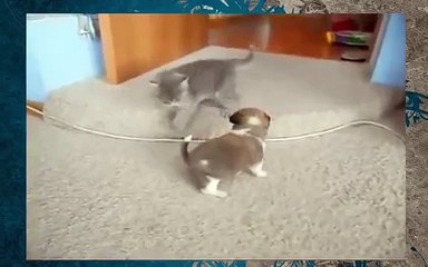 Gatito matón cachorro!