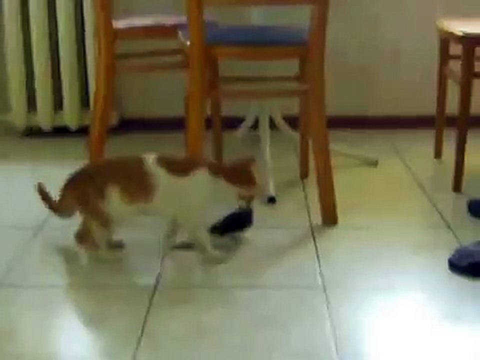 Gatito examina loro