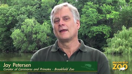 Baby Orangutan and Surrogate Mom Maggie