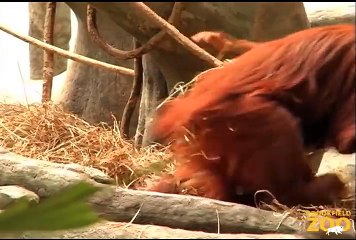 Baby Orangutan at Brookfield Zoo - Palm Oil Free Candy Guide