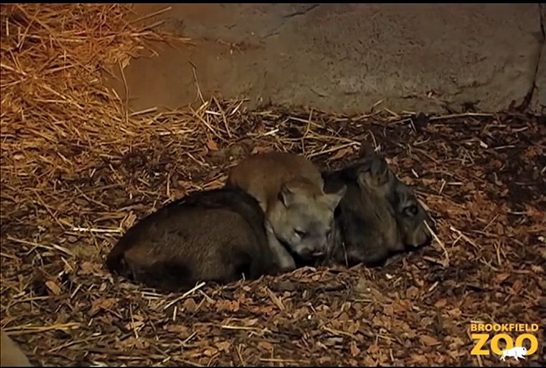Baby Wombat Exploring at Brookfield Zoo  Army Sergeant Surprises Daughters at Brookfield Zoo's Dolphin Presentation  Baby Born to Koola Gorilla