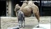 Bactrian Camel at  Army Sergeant Surprises Daughters at Brookfield Zoo's Dolphin Presentation  Baby Born to Koola Gorilla Brookfield Zoo