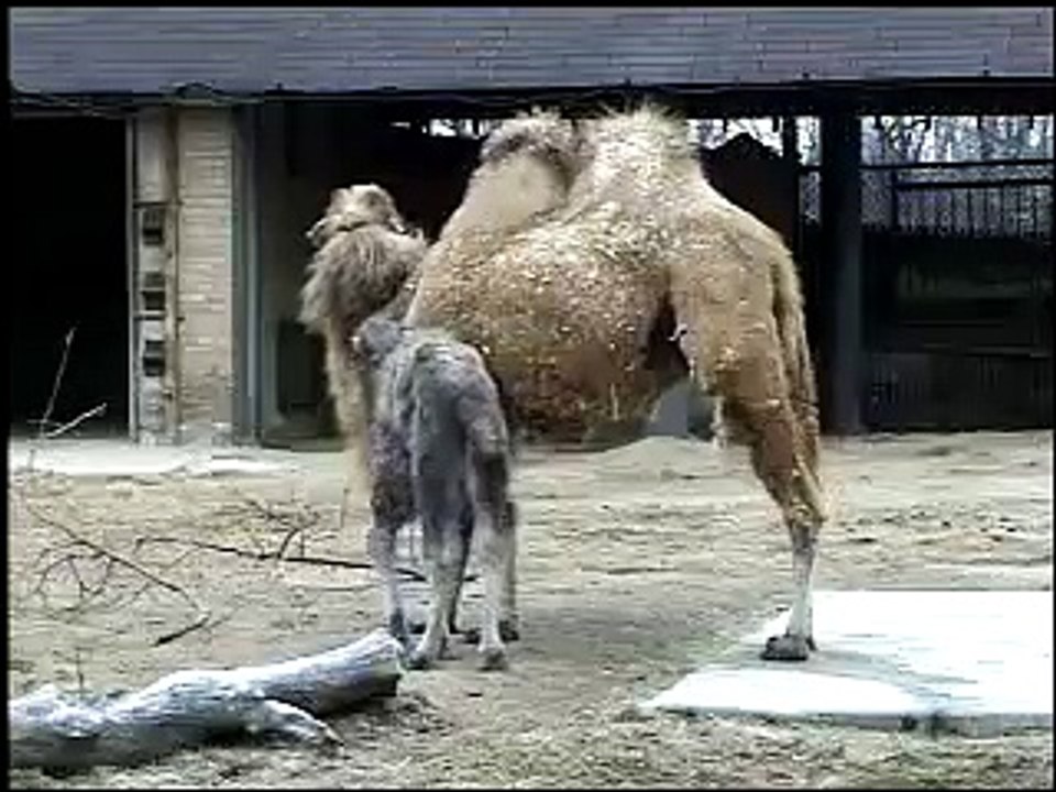 Bactrian Camel at  Army Sergeant Surprises Daughters at Brookfield Zoo's Dolphin Presentation  Baby Born to Koola Gorilla Brookfield Zoo