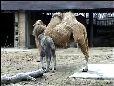 Bactrian Camel at Army Sergeant Surprises Daughters at Brookfield Zoo's Dolphin Presentation Baby Born to Koola Gorilla Brookfield Zoo