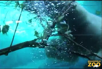 Be Aware of Bears at Brookfield Zoo Sept. 24-25