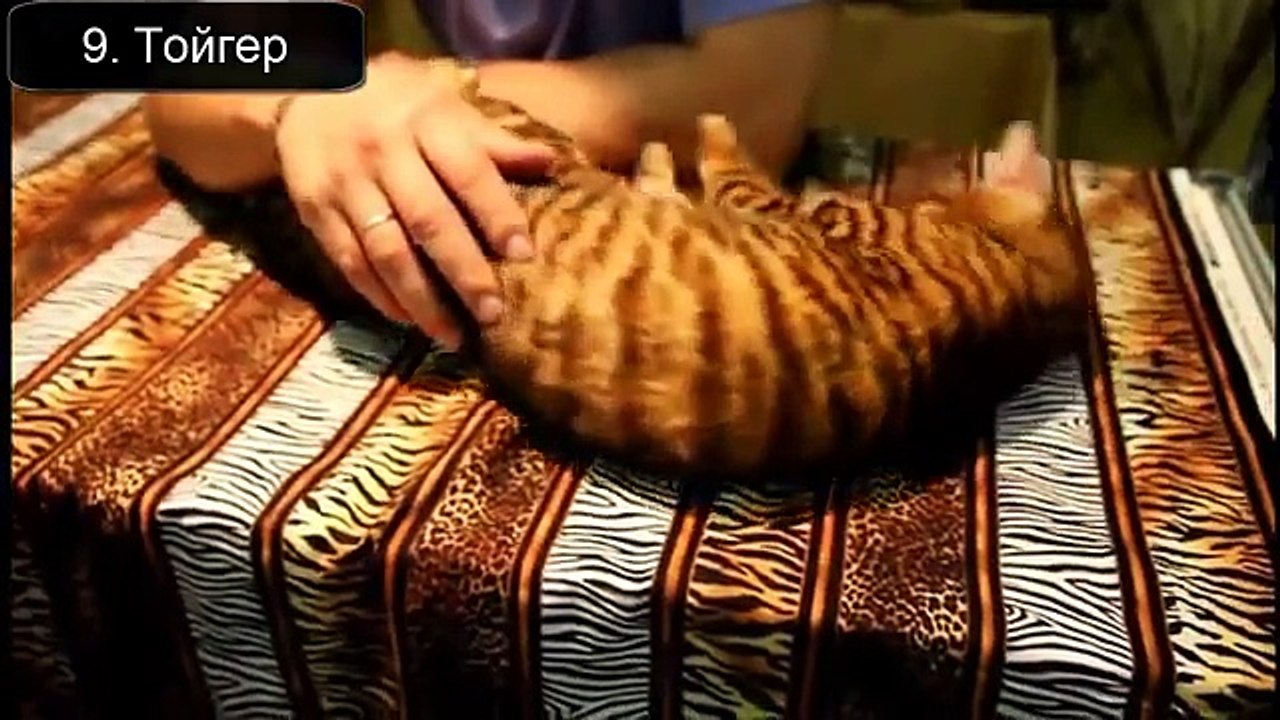 Beau chat de la planète