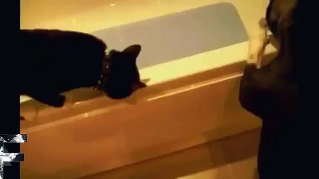 Les hommes chassent les chiens!