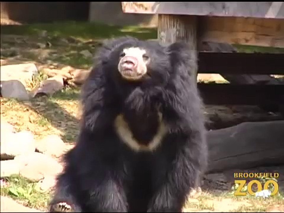 Army Sergeant Surprises Daughters at Brookfield Zoo's Dolphin Presentation  Baby Born to Koola GorillaBear Awareness at Brookfield Zoo
